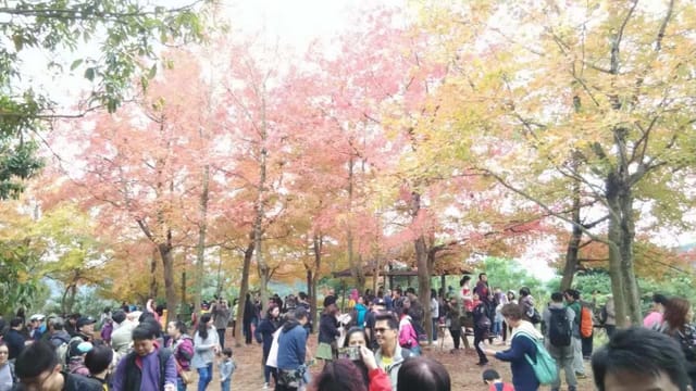 【秋冬紅葉遊】大棠賞紅葉、草莓園、大尾篤燒烤皇任燒任食 BBQ 一天遊 - Photo 1 of 4